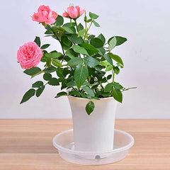 10-Piece Clear Plastic Planter Saucer Set